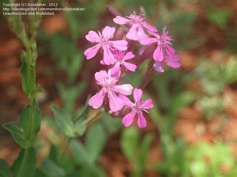 Plantfiles Pictures Silene Species Garden Catchfly None So Pretty