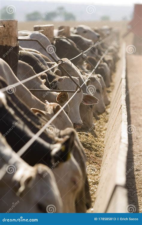 Cattle Feeding On Brazilian Farms Intensive Livestock Stock Image