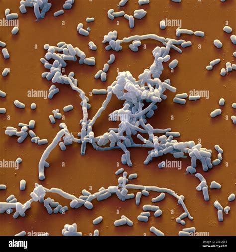 Bacterias Streptomyces Color An Lisis Micrograf A De Electrones Sem