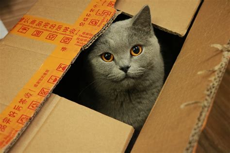 Why Do Cats Love Boxes So Much We Explore The Fascination