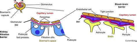 Basement Membranes Current Biology