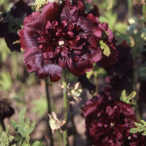 Semillas De Malva Real Alcea Rosea Doble Granate Perenne La Tienda