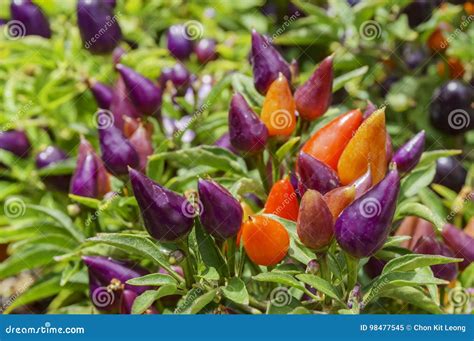 The Colorful Facing Heaven Pepper Stock Image Image Of Annuum Macro