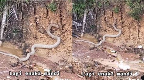 Viral Kemunculan Ular King Cobra Gegerkan Warga Kalteng Ukurannya