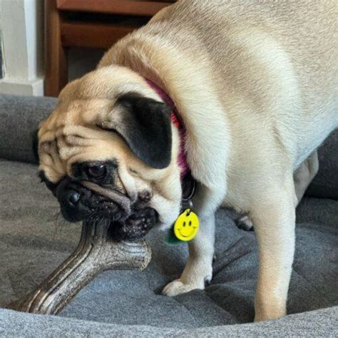 Samantha – Church of Pug 