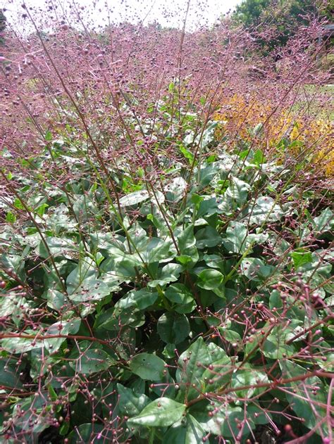 Talinum Paniculatum Verde Jewels Of Opar Garden Center Marketing