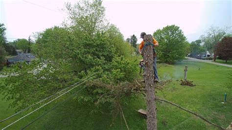 Tree Trimming Drone Video Dropping The Last Of It Youtube