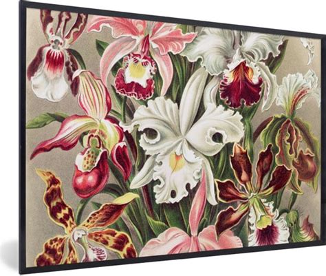 Fotolijst Incl Poster Bloemen Ernst Haeckel Vintage Orchidee