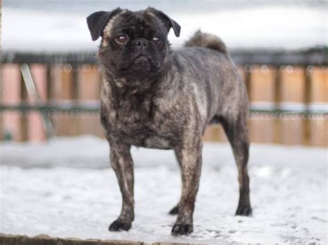 Brindle Pug Info Pictures Origin And History Dogster