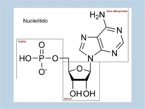 Nuclesidos Y Nucletidos Semana Nucletido Los Cidos