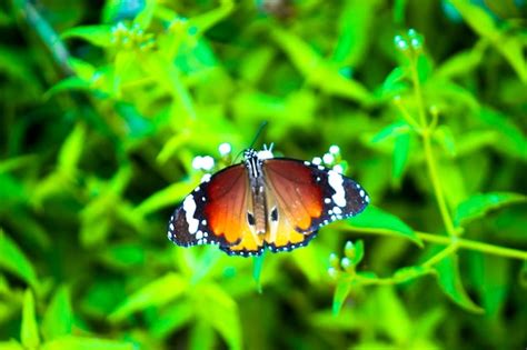 Imagem De Borboleta Tigre Simples Ou Tamb M Conhecida Como Danaus