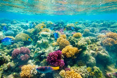 Tropical Coral Reef Red Sea Stock Photo By ©cookelma 3570000