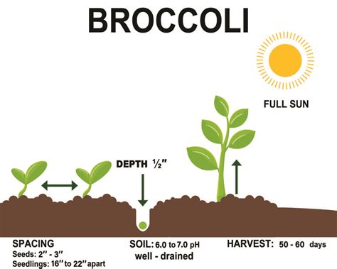 Broccoli - FarmerValley