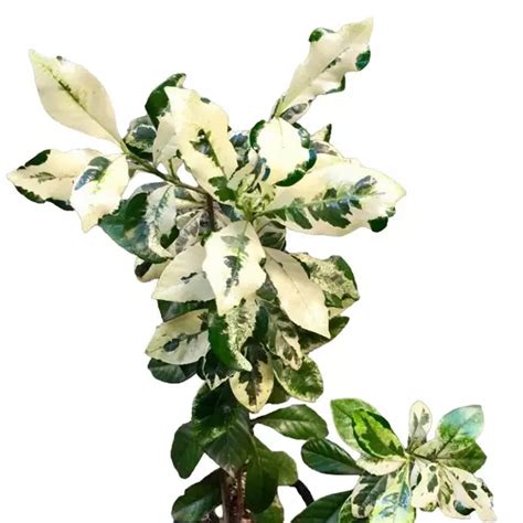 Gardenia Jasminoides 'Variegated' - Rare - Jiffy Plants