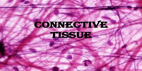 Fluid Connective Tissue in Animals - QS Study