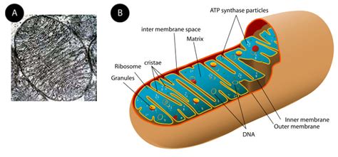 Ribosomes and Mitochondria ( Read ) | Biology | CK-12 Foundation