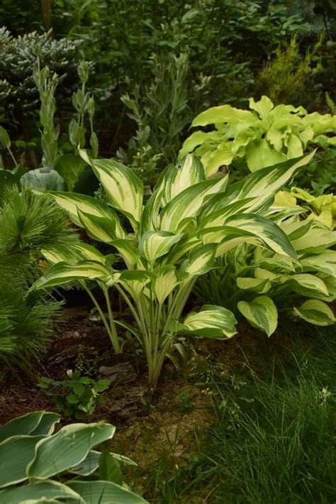 29 Best Hosta Varieties For Your Shade Garden In 2024 Shade Garden