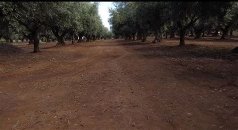 Olearia Lametina Vescio eccellenti proprietà olio EVO Carolea