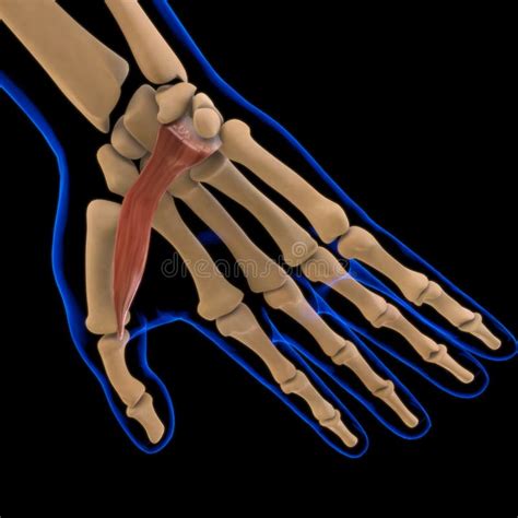 Flexor Pollicis Brevis Muscle Anatomy for Medical Concept 3D Stock ...