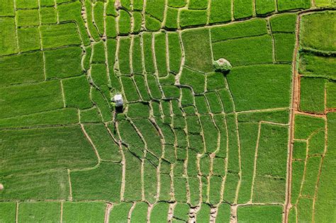 Rice field ,Aerial view of rice fields | Nature Stock Photos ~ Creative Market