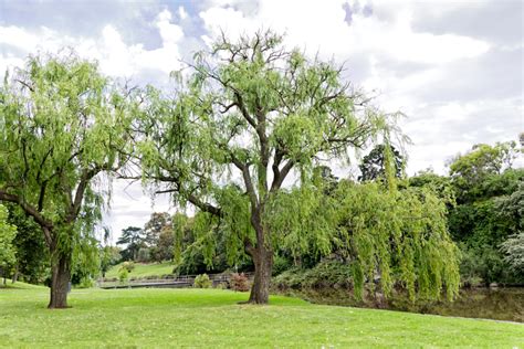 5 Ecologically Sustainable Uses For Willow Trees Deep Green Permaculture