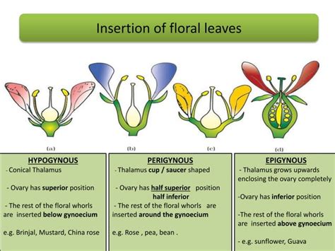 Morphology Of Flowering Plants Part2