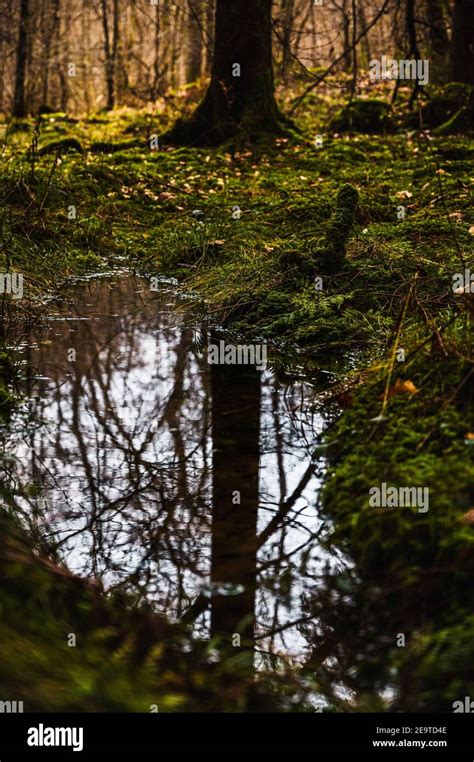 Selective Focus Shot Of A Tree Reflected From The Rainwater Puddle