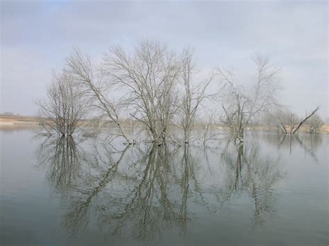 Trees Reflection Free Photo Download Freeimages