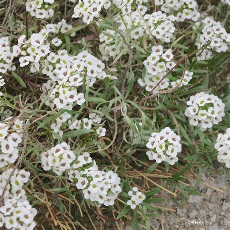 A Wandering Botanist: Plant Story--Sweet Alyssum, Lobularia maritima