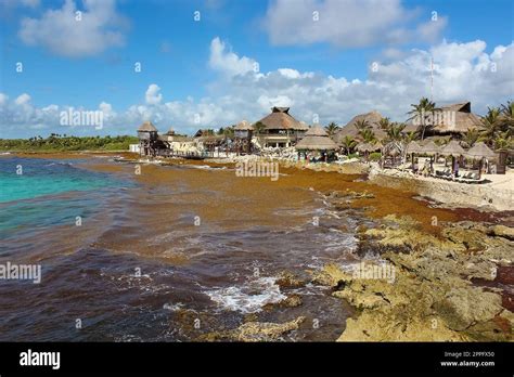 Las algas contaminan en la playa en México Un montón de algas lavadas