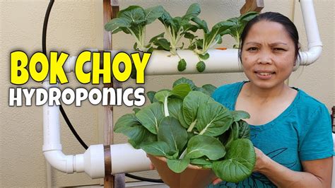 Our Hydroponic Bok Choy Start To Finish Youtube