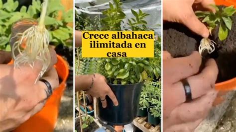 Gu A Pr Ctica Para El Cultivo De Albahaca Consejos Cuidados Y