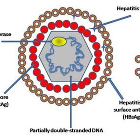 Structure Of The Hepatitis B Virus Taken From Sabri Ma Hepatitis B