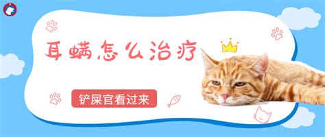 猫咪得了耳螨怎么办？别慌，三步就治愈 知乎