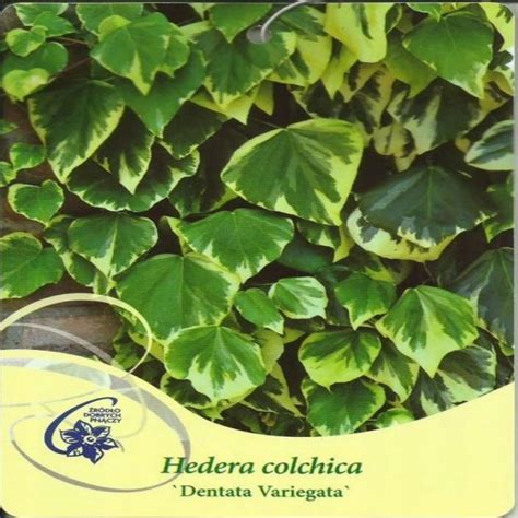 Bluszcz Kolchidzki Dentata Variegata Hedera Colc