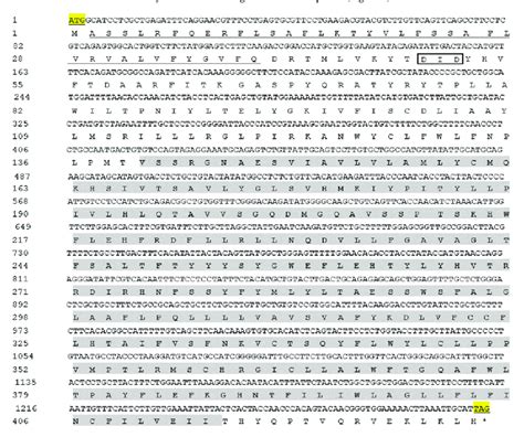 Nucleotide And Deduced Amino Acid Sequence Analysis Of Open Reading