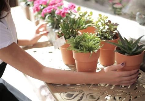 Plantas Conheça As Espécies De Plantas Que Você Quiser Com Os Aplicativos De Identificação De