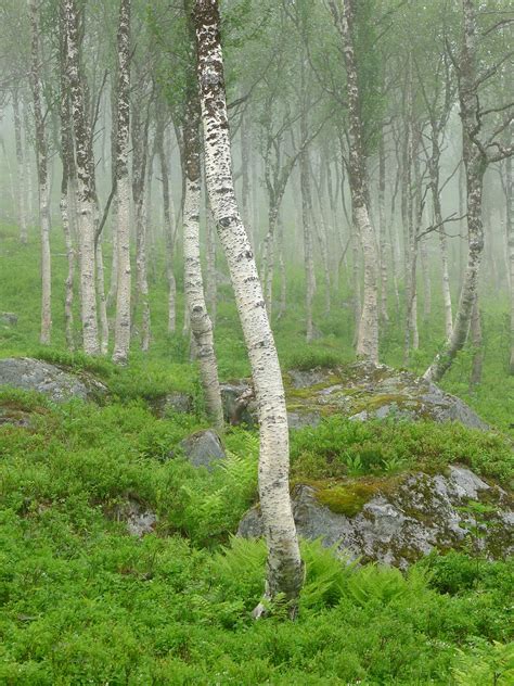 Norwegian Wood Nature Images Nature Photographs Landscape Photographers