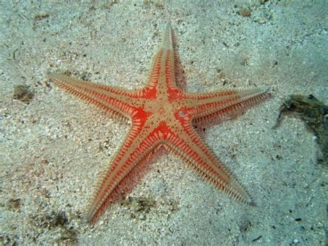 Astropecten Aurantiacus