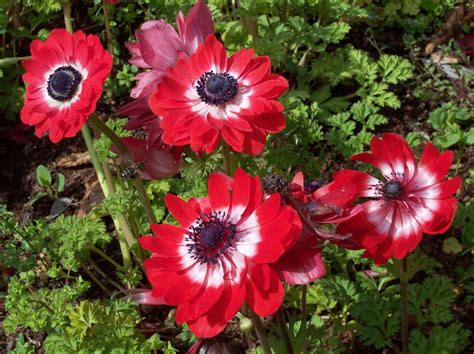 Anemone Flowers Flowers