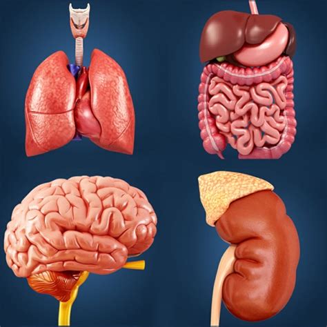 Organs Anatomy by Santosh Chavan