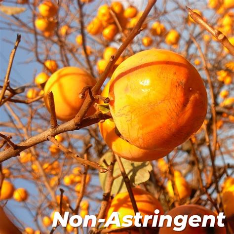 Giant Fuyu Persimmon Trees For Sale At Ty Ty Nursery