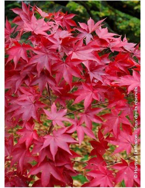 Acer Palmatum Osakazuki Rable Du Japon