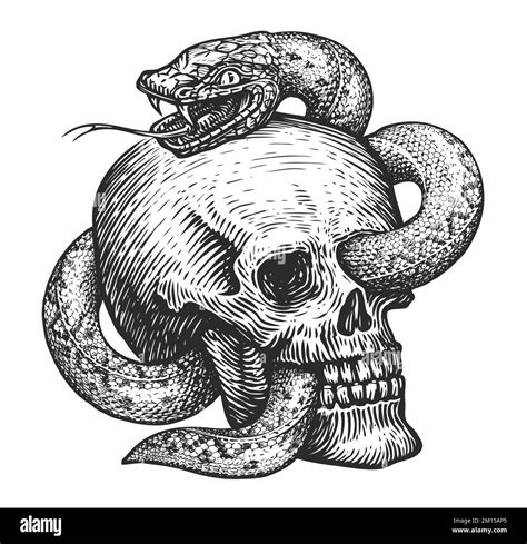 Snake Skull Bone Black And White Stock Photos Images Alamy