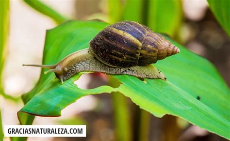 En Consecuencia Cero Costoso Como Combatir Los Caracoles En Las Plantas