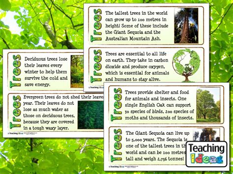 Trees Fact Cards Teaching Ideas