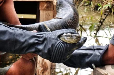 Nova espécie de anaconda descoberta durante filmagens Will Smith na