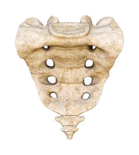 Anterior Or Front View Of Human Male Pelvis And Sacrum Bones Isolated