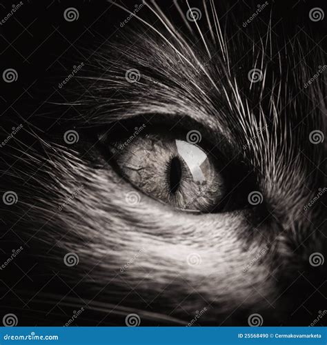 Baby Cat Eye Black And White Stock Photo - Image: 25568490