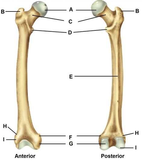 Femur Labeled Diagram Quizlet